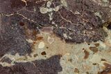 Polished Dinosaur Bone (Gembone) Section - Utah #151448-1